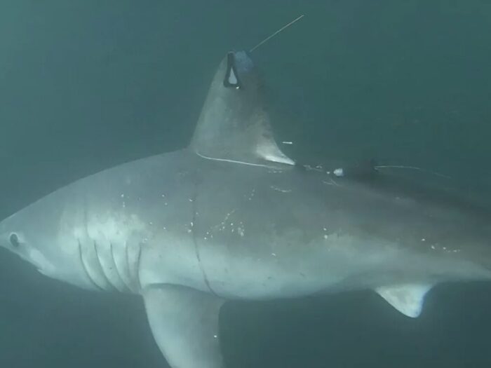 Scientists Solve Shark Murder Mystery