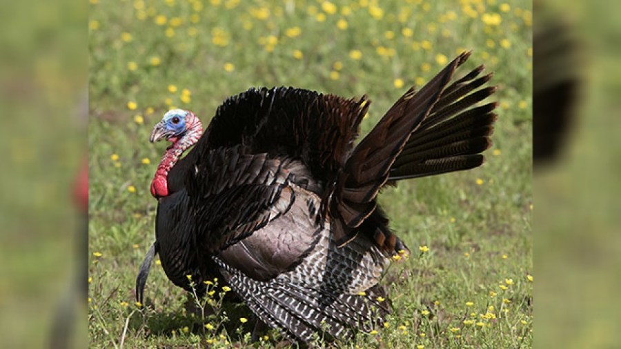 Turkey hunting season kicks off in TN despite decline - Yahoo Sports