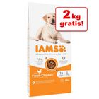 10 + 2 kg gratis! 12 kg IAMS Hondenvoer