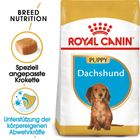 Royal Canin Dachshund Puppy