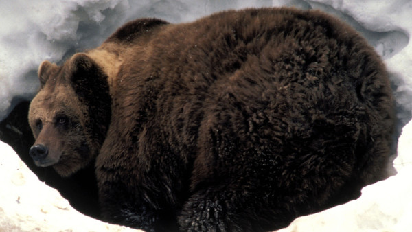 Kein Winterschlaf ist auch keine Lösung: Ein Braunbär vor der Höhle