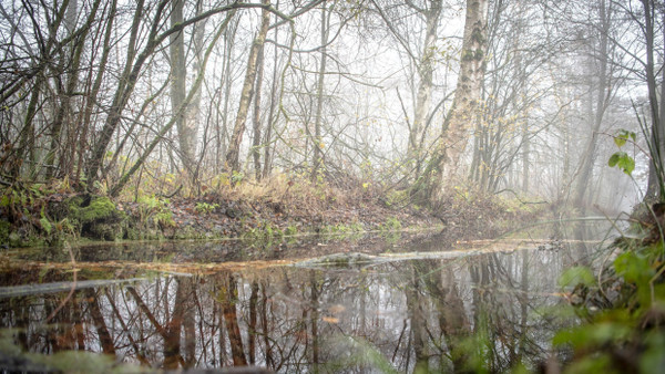 Win-Win-Situation für Natur und Klima: Moore - hier eines in Niedersachsen - speichern viel CO2 und sind Lebensraum für selten gewordene Arten.