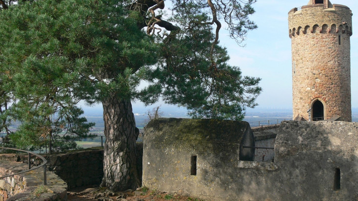 Mehr als 300 Jahre alt: Die Kiefer auf der Wehrmauer des ­Auerbacher Schlosses, von dem aus die Rheinebene zu sehen ist