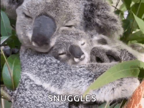 a couple of koala bears hugging each other with the words snuggles written on the bottom