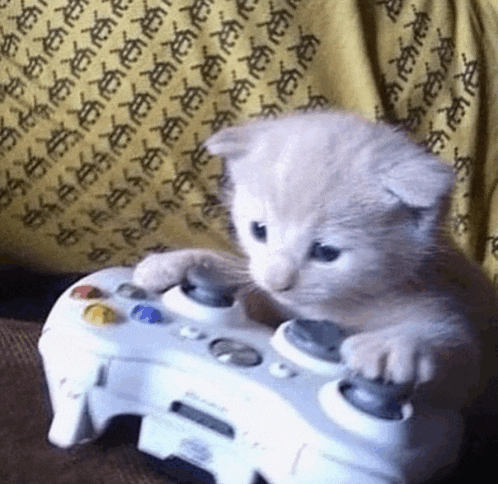 a small kitten is playing a video game with a controller .