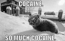 a cat is laying in the snow with the words cocaine so much cocaine