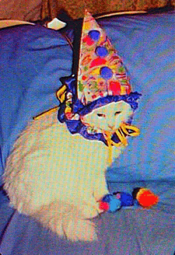 a white cat wearing a clown hat and holding a toy