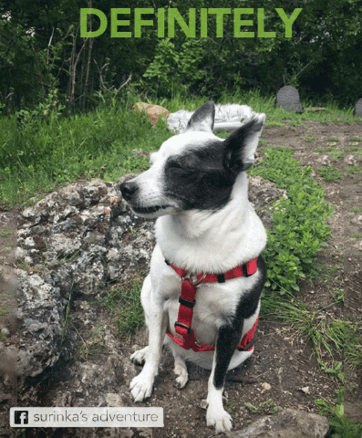 a black and white dog wearing a red harness is sitting on a rock under a sign that says " definitely "