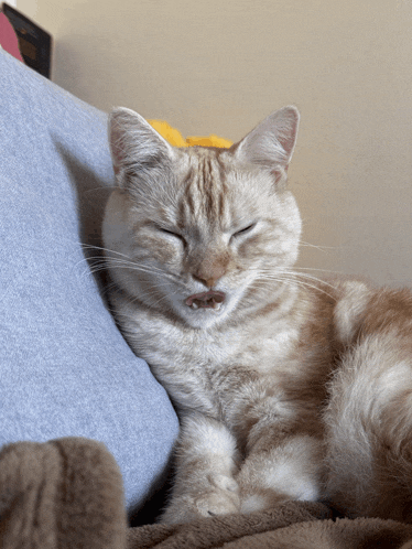 a cat with its eyes closed laying on a couch