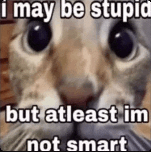 a cat with a caption that says `` i may be stupid but atleast im not smart ''