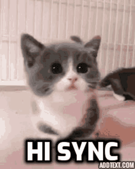 a gray and white kitten is sitting on a pink surface with the words `` hi sync '' written on it .