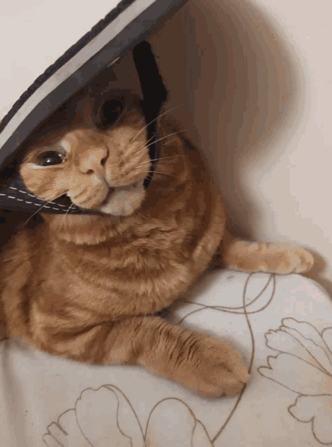 a cat with a helmet on its head is laying on a table