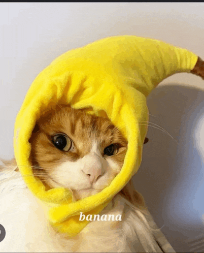 a cat wearing a yellow hat with the word banana written below it