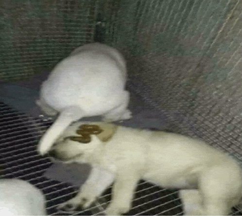 two dogs are playing with each other in a cage . one of the dogs has poop on its face .