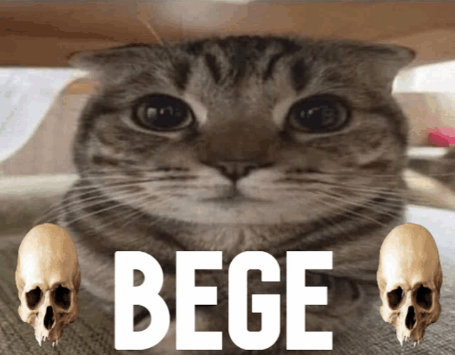 a cat with two skulls in front of it and the word bege