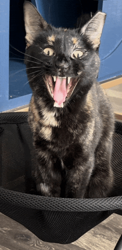 a cat with its mouth open and its tongue sticking out