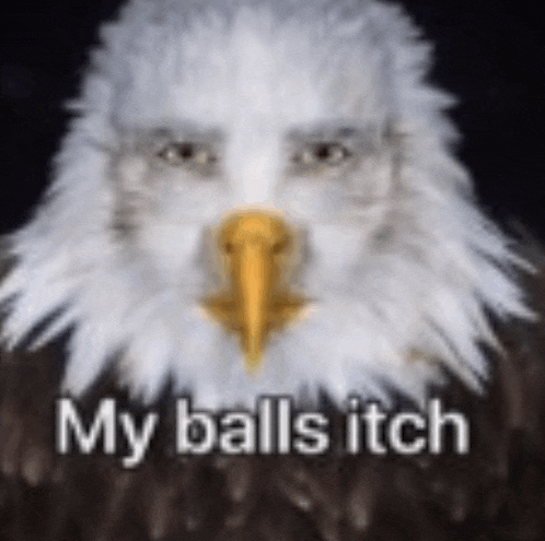 a bald eagle with a yellow beak and the words `` my balls itch '' written on it .