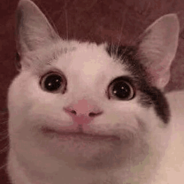 a close up of a cat making a funny face with its mouth open .