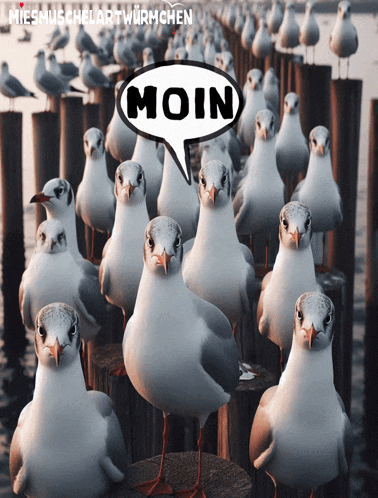 a bunch of seagulls are standing on a pier with a speech bubble that says moin