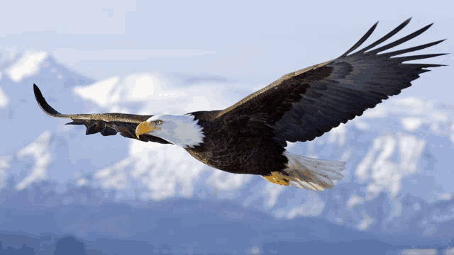 a bald eagle is flying over a snowy mountain