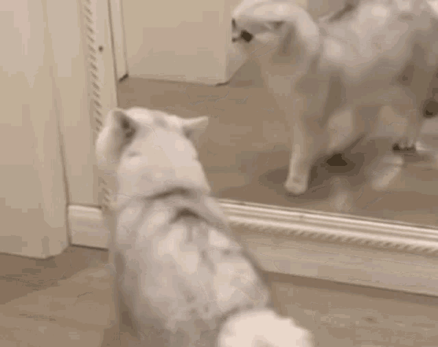 a cat looking at itself in a mirror