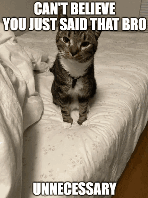 a cat sitting on a bed with a caption that says " can t believe you just said that bro unnecessary "