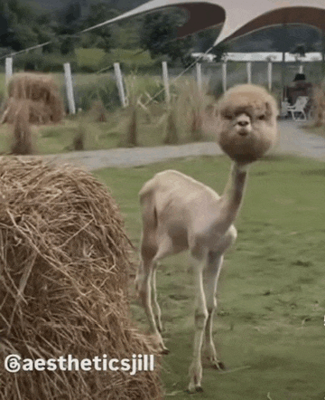 an alpaca with a long neck is standing in a field