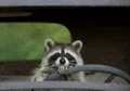 a raccoon is looking out of the window of a car .