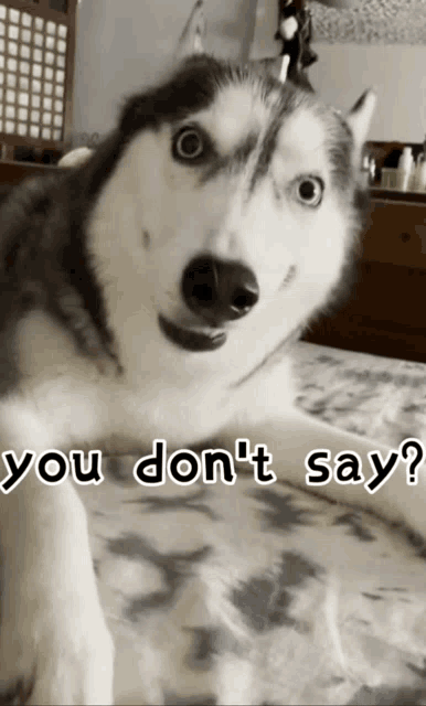 a husky dog laying on a bed with the words " you don 't say " on the bottom