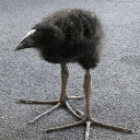 a small black bird with long legs is standing on the ground .