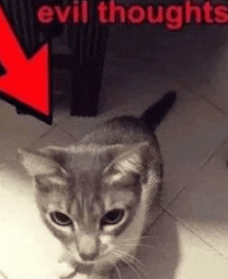 a gray and white cat is standing on a tiled floor in front of a red arrow pointing down .