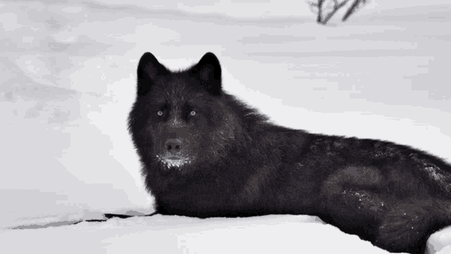 a black wolf with yellow eyes is laying in the snow and looking at the camera