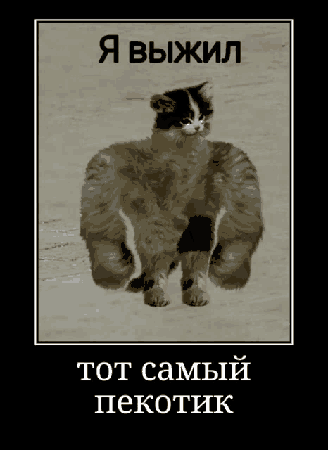 a picture of a cat with huge muscles in a foreign language