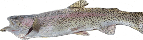 a rainbow trout is shown with its mouth open on a white background