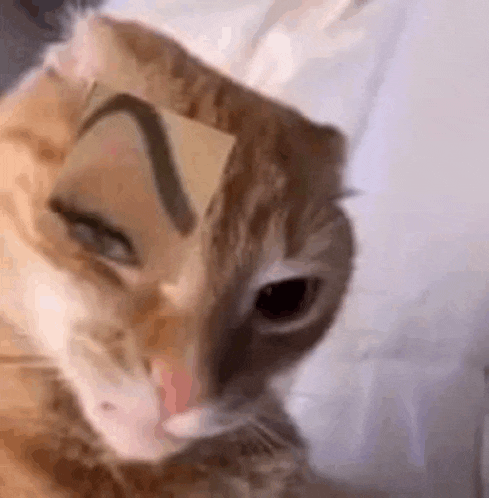 a close up of a cat with a piece of paper on its face .