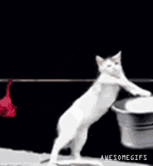 a cat is standing on its hind legs in front of clothes hanging on a clothes line