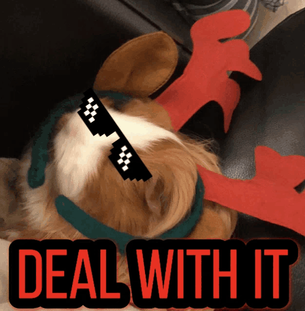 a dog wearing sunglasses and a reindeer headband with the words deal with it above it