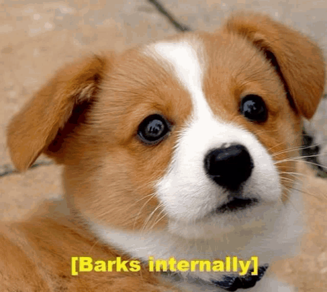 a brown and white puppy with the words barks internally written on the bottom