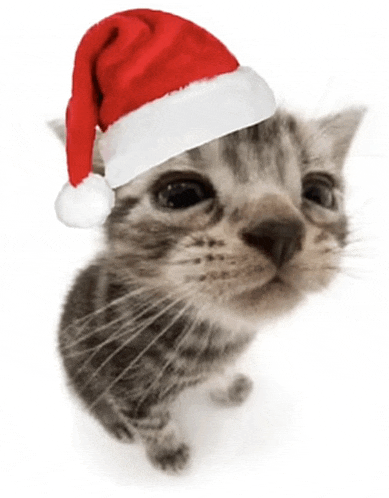 a kitten wearing a santa hat looking up at the camera