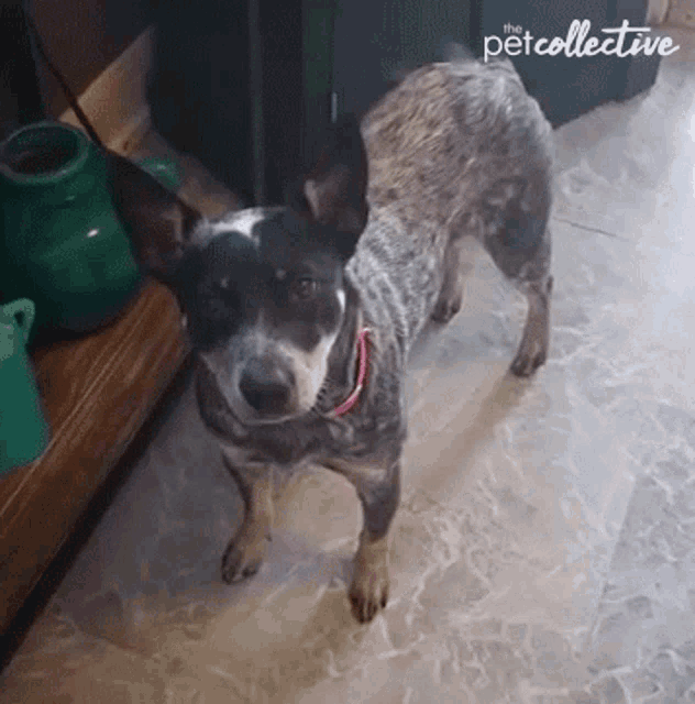 a dog is standing on a tiled floor in front of a green watering can and a sign that says the pet collective