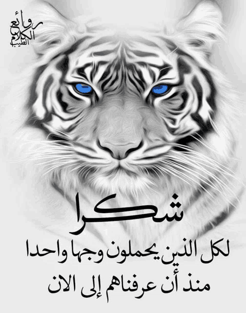 a picture of a white tiger with blue eyes and arabic writing