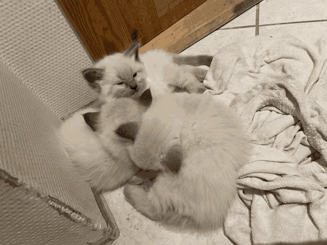 a group of white kittens laying on a blanket