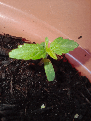 a small plant is growing out of the soil