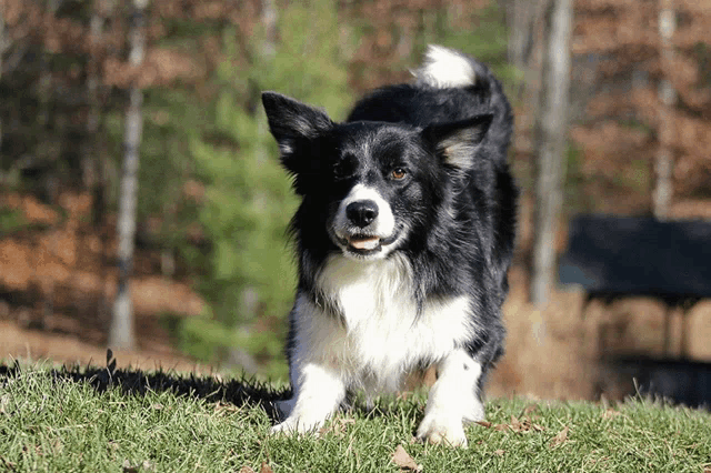 a black and white border collie standing in the grass