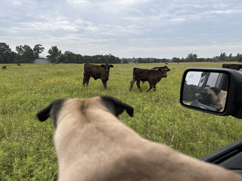 a pug looking out a car window at cows in a grassy field