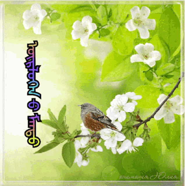 a bird is perched on a branch with white flowers and the words " greeting card "