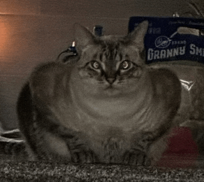 a cat is sitting in front of a bag of granny smith bread