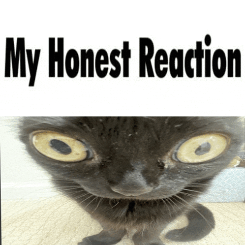 a picture of a black cat with the words my honest reaction below it