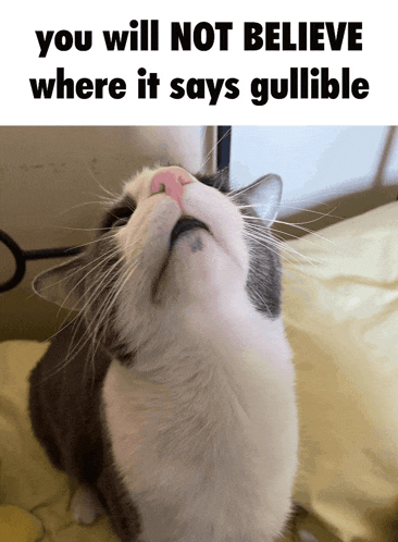 a gray and white cat with a pink nose looks up at the sky