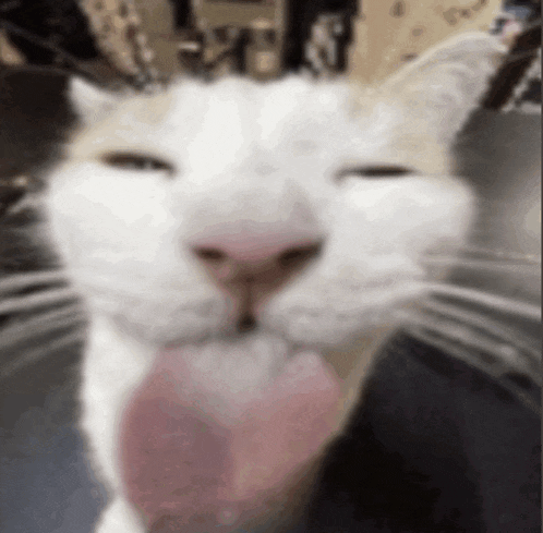 a close up of a white cat sticking its tongue out .